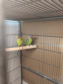 Coppia Parrottet Testa di Prugna