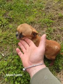 Chiwuawua