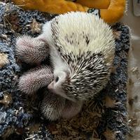 Cuccioli di Riccio Africano