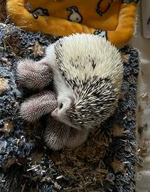 Cuccioli di Riccio Africano