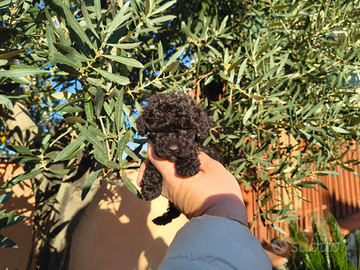 Barboncino mini toy nero 2 maschi anche a rate