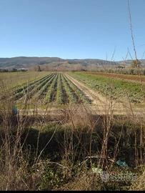 Terreno agricolo