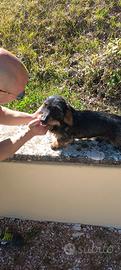 Cane da sangue