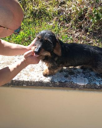 Cane da sangue