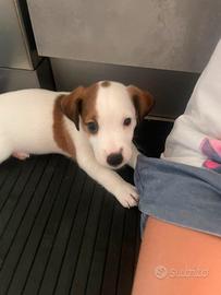 cuccioli di Jack Russell Terrier 