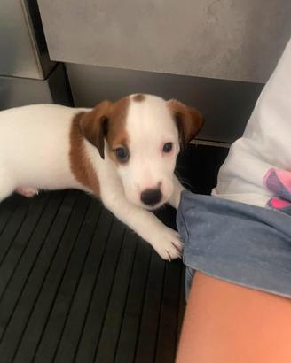 cuccioli di Jack Russell Terrier 