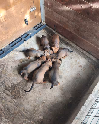 Cuccioli bassotto