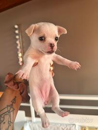 Chihuahua Toy