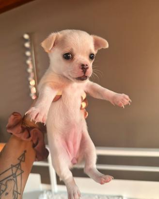 Chihuahua Toy