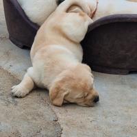 Cuccioli Labrador Retriever miele