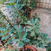 Albero di Corbezzolo