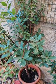 Albero di Corbezzolo