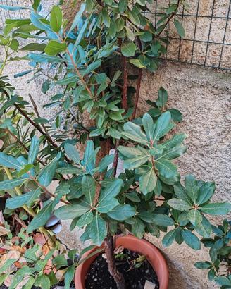 Albero di Corbezzolo