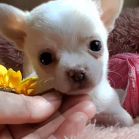 Chihuahua sani e puri