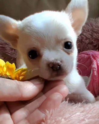 Chihuahua sani e puri