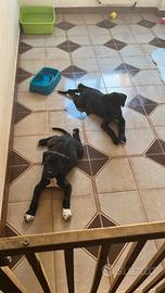 Cuccioli di Amstaff