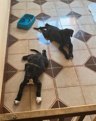 Cuccioli di Amstaff