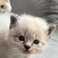 Cuccioli sacro di Birmania