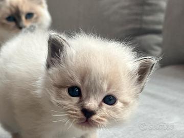 Cuccioli sacro di Birmania