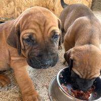 Cuccioli Fila Brasileiro