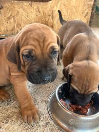 Cuccioli Fila Brasileiro