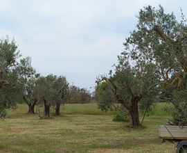 Terreno agricolo