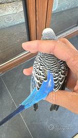 Cocorite bf bw portatori doppio black