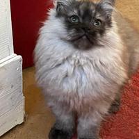 Cucciolo di gatti persiani normotipici MASCHIO