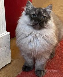 Cucciolo di gatti persiani normotipici MASCHIO