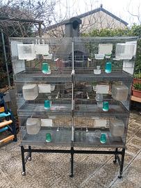 batteria gabbia borgovit