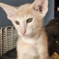 Gattino orientale