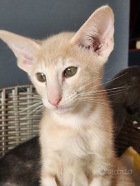 Gattino orientale