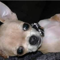 Arr chihuahua mini Toy con pedigree
