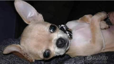 Arr chihuahua mini Toy con pedigree