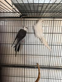 Coppia calopsite m.faccia bianca femmina albina