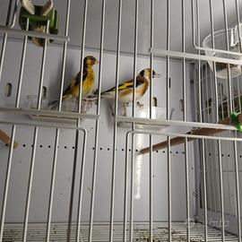 Coppia di cardellini