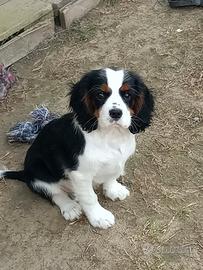 Cavalier king cuccioli