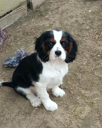 Cavalier king cuccioli