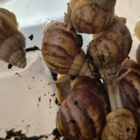 Lumaca Gigante Africana