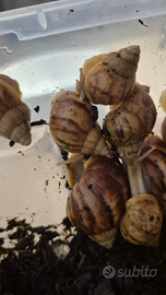 Lumaca Gigante Africana