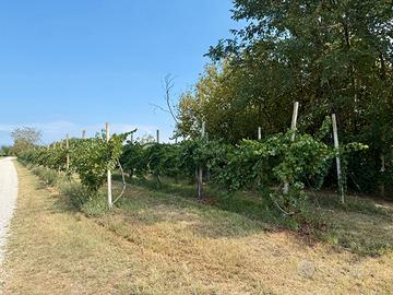Vigneto PINOT BIANCO