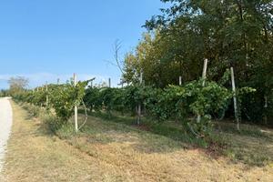 Vigneto PINOT BIANCO