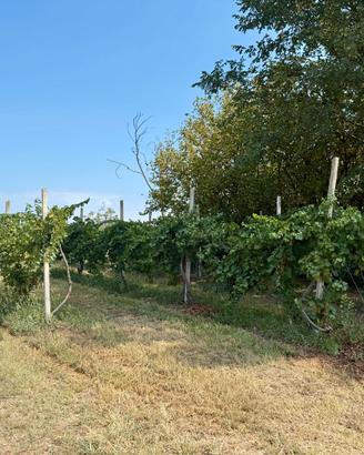 Vigneto PINOT BIANCO