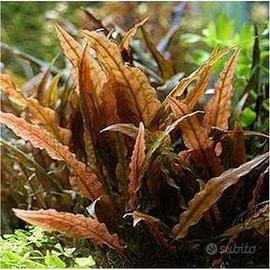 Pianta vera acquario dolce cryptocoryne wendtii