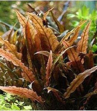 Pianta vera acquario dolce cryptocoryne wendtii