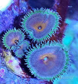 Zoanthus Captain America