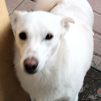 Cane bianco vaccinato e sterilizzato