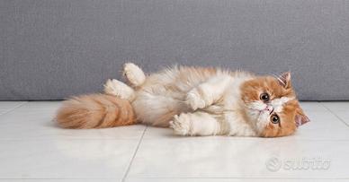 Persiana cucciola