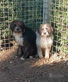 Spinone mix in adozione