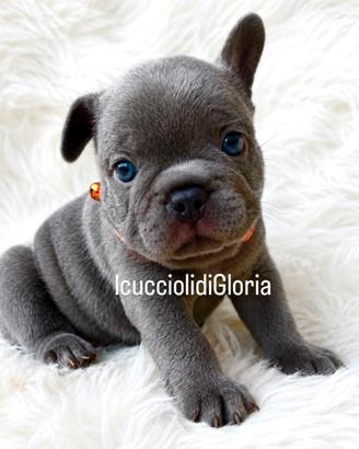 Bulldog francese lilac occhi azzurri